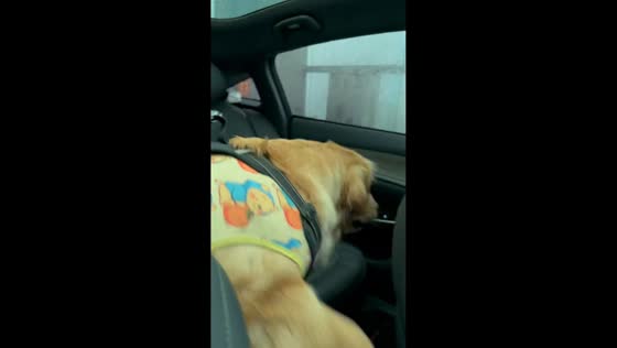 Golden Retriever adorably reacts to automatic car wash in Beijing, China