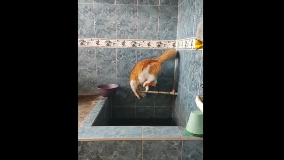 Cat falls into pool while chasing butterfly in Ortega, Colombia