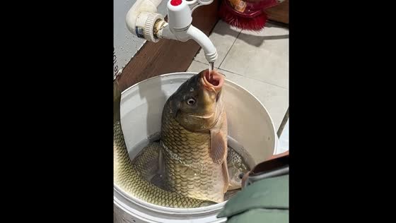 Fish drinks water from tap