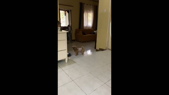 Winter the Shih Tzu masterfully ascends stairs backwards