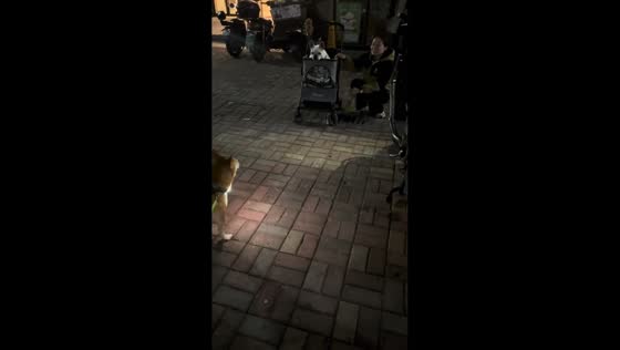Dog makes "aba-aba" sound to communicate in Shanghai, China