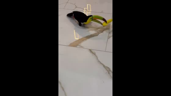 Playful toucans with toy banana in Los Angeles, California, USA
