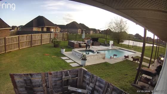 Puppy rescued after falling into pool in Addis, Louisiana, USA