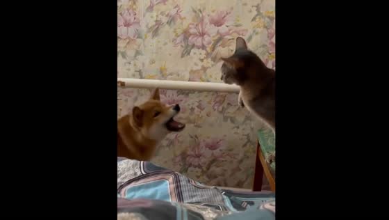 Shiba Inu Ramsey Complains to Cat about Attention Injustice in Unknown Language