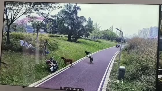 Mother and daughter attacked by vicious dogs in Guangdong, China