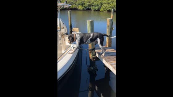 Dog's daring boat jump fail caught on camera