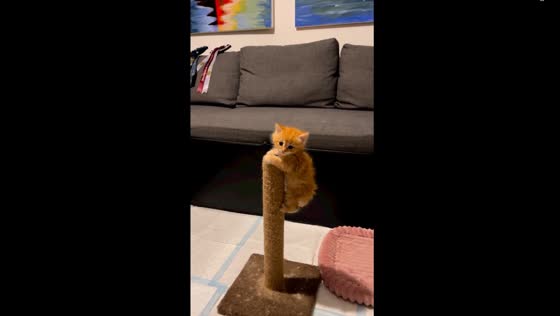 Adorable 5-week-old kitten's daring sofa escape: let It Shine's playful antics!