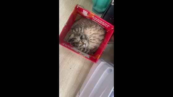 Fluffy tabby kitten snug inside a red box in Zigong, China