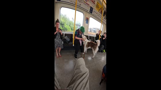 Viola spreads joy: London commuters treated to friendly train pooch