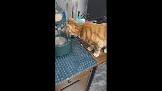 Cat struggles to cross spiked table cover in Heilongjiang, China