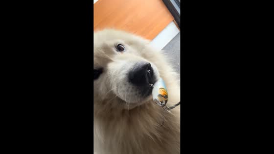 Golden Retriever accidentally catches fishhook in nostril in Shanghai, China