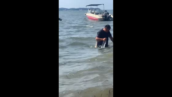 Seal adorably follows a man from the water onto the shore in Liaoning, China