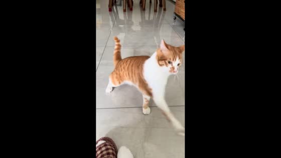 Playful cat “attacks” slipper in Zhejiang, China