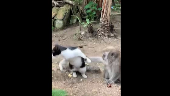 Monkey grabs cat’s leg in unexpected encounter in Bandar Lampung, Indonesia