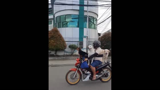 Three adorable dogs riding to a motorbike