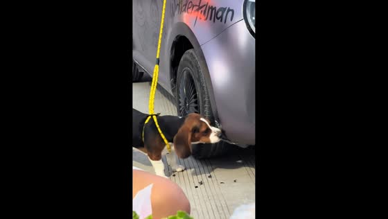Dog hilariously chews on car bumper in Shandong, China