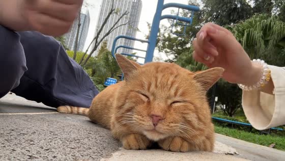 Teenagers play with stray cat in Yunnan, China