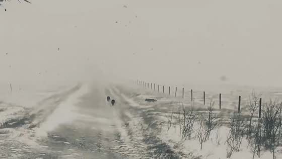 Spring snowstorm blankets ranch as dogs play in Alberta, Canada