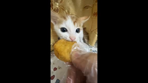 Hungry cat refuses to let go of chicken nugget in Guangdong, China