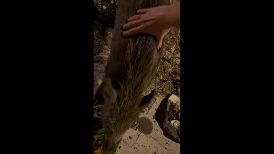 Woman gently pets wild boar during unexpected roadside encounter in Palermo, Italy