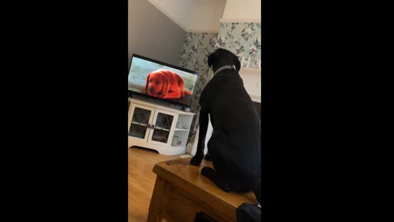 Dog emotionally howls watching 'Clifford the Big Red Dog' on TV