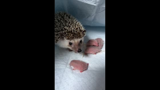Mother hedgehog with newborn babies in Tianjin, China