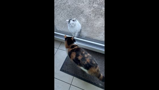 Cat shows off impressive flip to impress another cat in Laakirchen, Austria