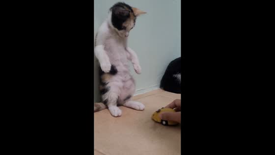 Cat stands on hind legs while chasing toy mouse in Thailand