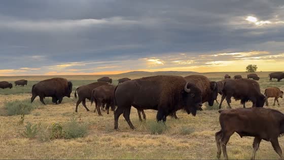 Wildlife captured at Rocky Mountain Arsenal in Colorado, USA