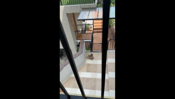 French Bulldog strikes hilarious yoga-like pose while relaxing after workout in Manila, Philippines