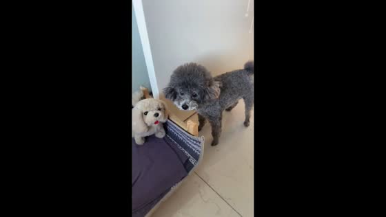 Pet dog overprotects its toy puppy in Hebei, China