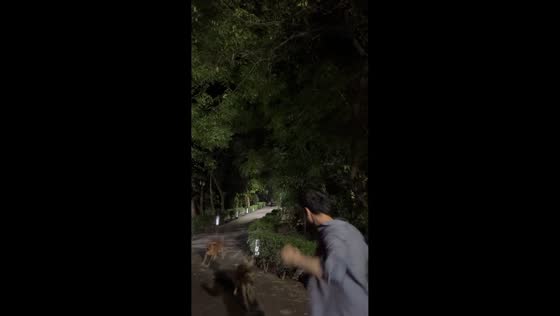 Dogs bark and interrupt dance attempt in park in New Delhi, India