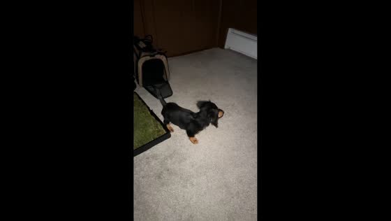 Dachshund startled by heater noise during late-night moment in Boston, Massachusetts, USA