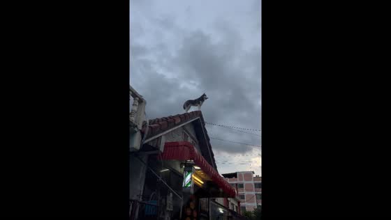 Dog spotted on roof in Bangkok