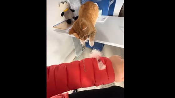 Cat's failed attack tears jacket arm in Rabat video