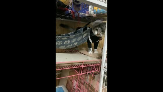 Cat in black shirt and funny grey wig spotted in Guangdong, China