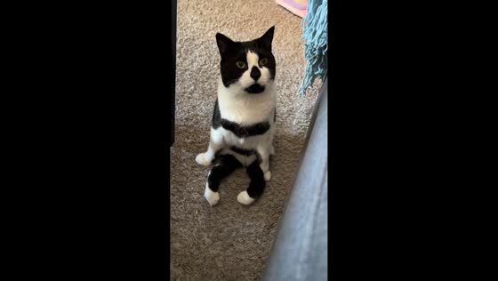Cat stares at couch in Marlton, New Jersey, USA