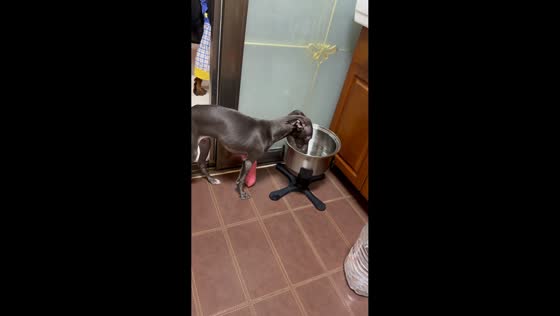 Thirsty dog tries to carry its giant bowl after dinner in Jilin, China