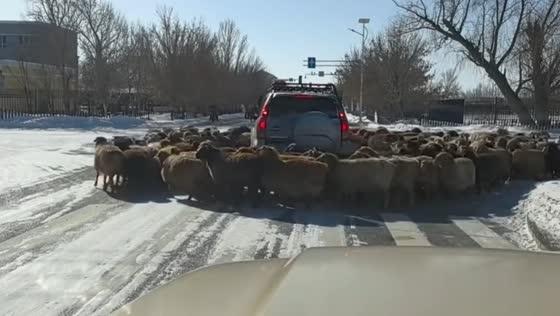 Massive sheep herd surrounds SUV causing traffic delay in Xinjiang, China