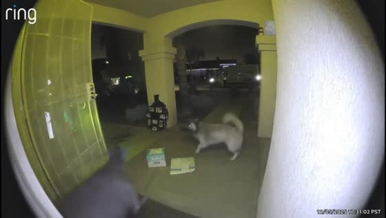 Dogs surprise delivery worker during doorstep drop-off in Wildomar, USA