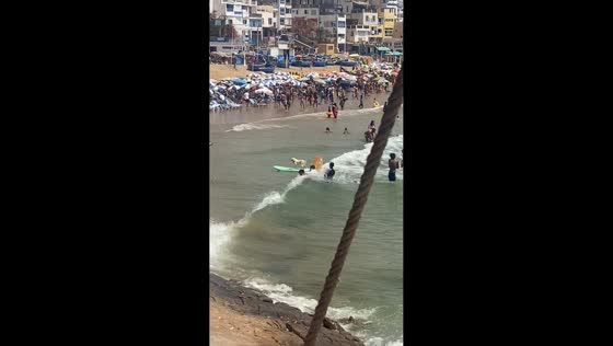 Dog surfs wave to shore in Taghazout, Morocco