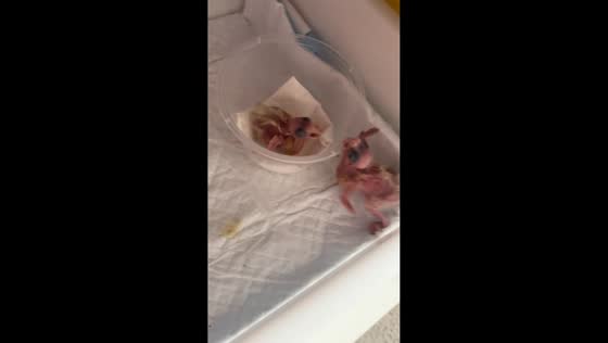 Newly hatched chicks play in Shandong, China