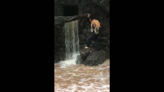 Dog saved from raging river in Tamanique, El Salvador