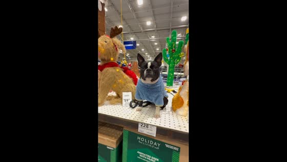 Pet dog hilariously blends into holiday display in Flemington, USA