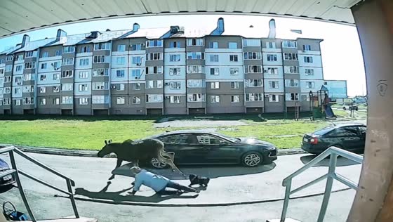 Moose knocks down woman walking dog in Bashkortostan