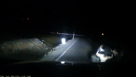 Yak attacked a car in Xinjiang, China