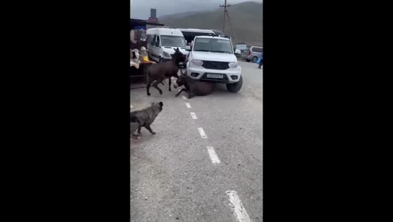 Donkeys chase in Vladikavkaz, Russia, resulting in a fall