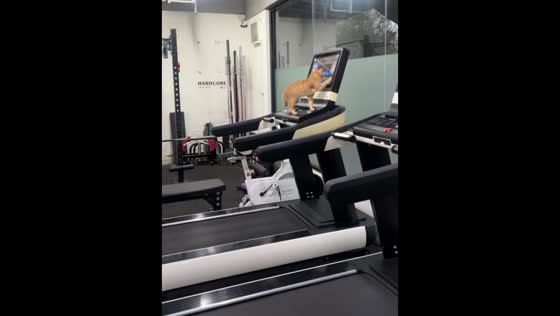 Cat cleverly operates treadmill and walks on it in Shanghai, China