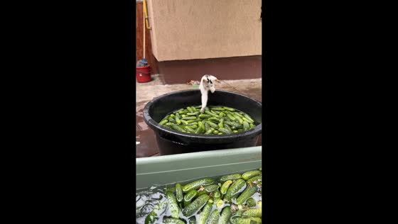 Kitten plays with cucumber in tub in Oradea, Romania