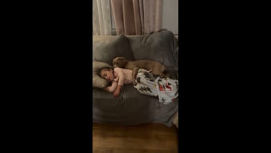 Pit bull cuddles with child on a sofa in Pennsylvania, USA